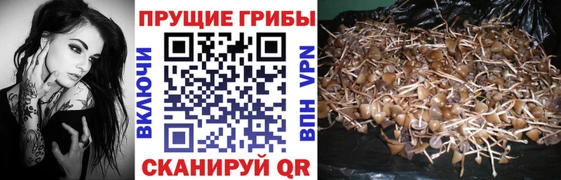 Галлюциногенные грибы Cubensis Дагестанские Огни
